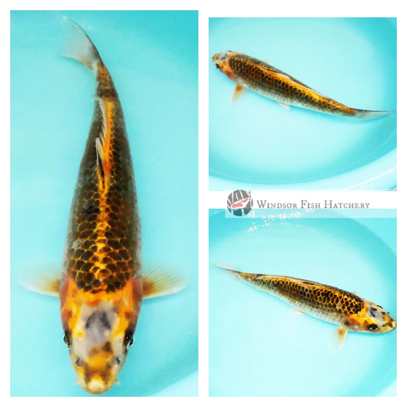 29cm glossy colours of sunrise koi fish