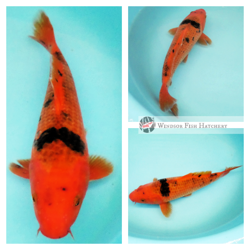 22cm Black (Sumi) on Red (Beni) koi fish