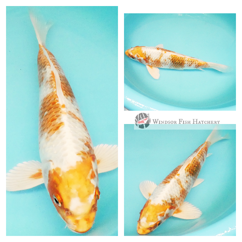 27cm Two Coloured Metallic koi fish