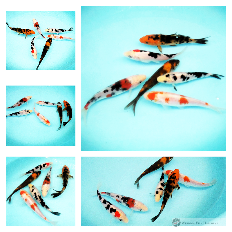6 koi 11 -12cm Sanke, Showa, Kohaku, Utsuri, Bekko