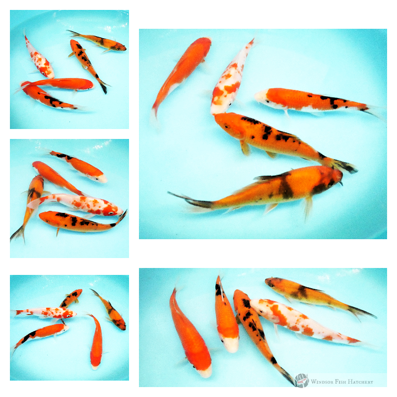 5 koi fish 13 -14cm Sanke, Aka, Utsuru, Kohaku x 2