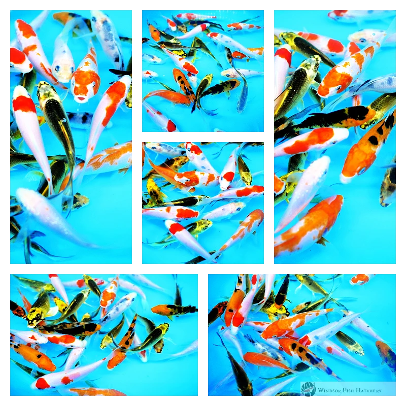 9 assorted varieties of 6-9cm koi fish