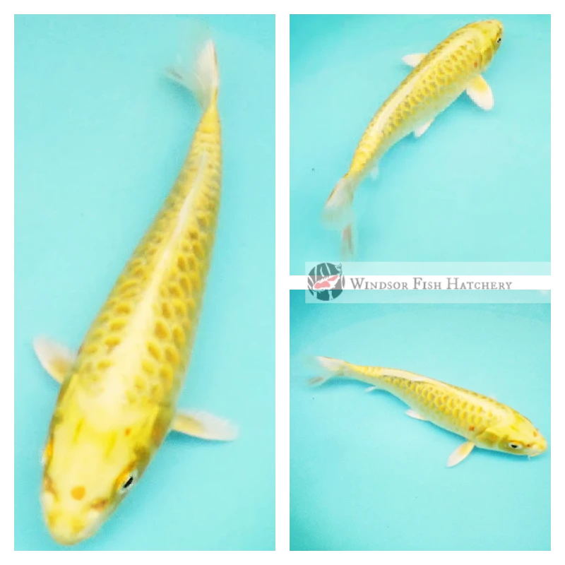 20cm Large Scale Bright Pond Koi Fish 