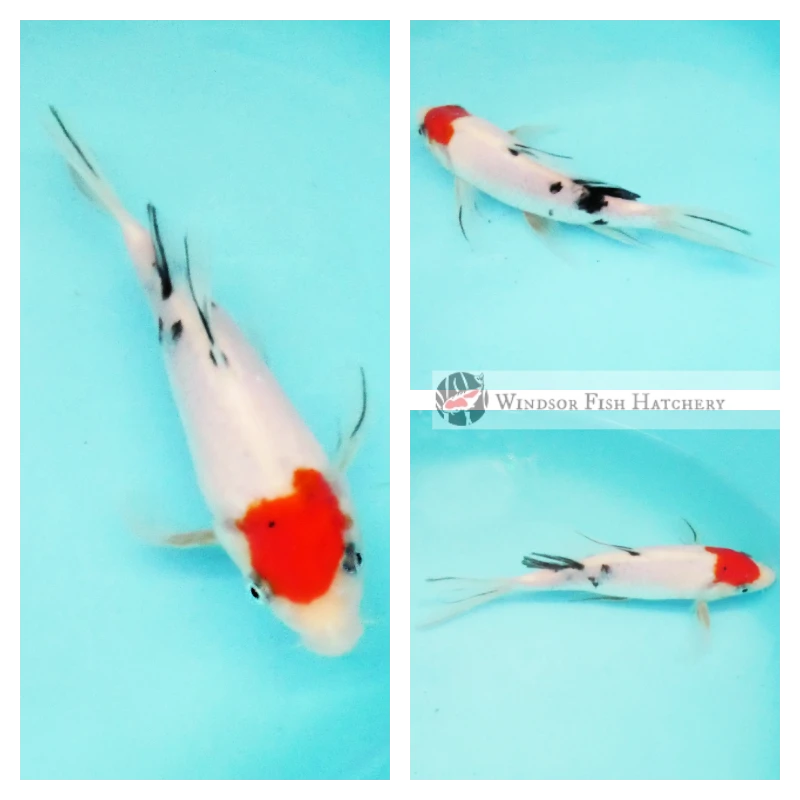 18cm Unfinished Butterfly Sanke Koi Fish 