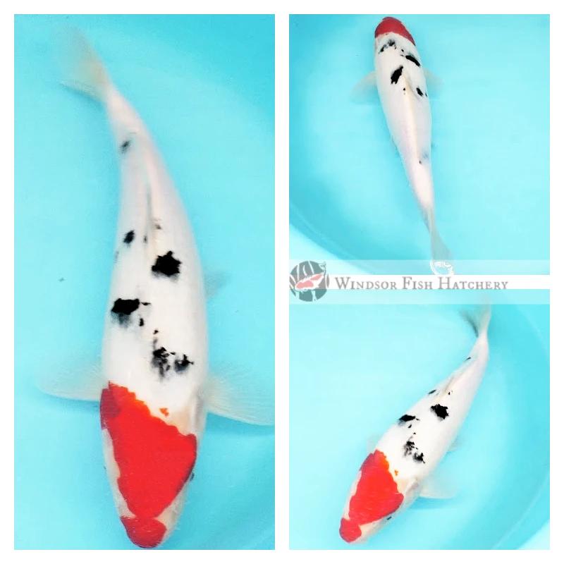 27cm Sanke koi fish 