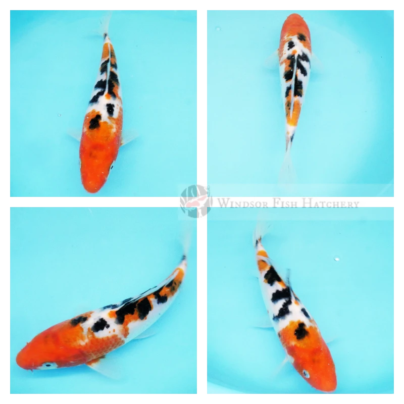 21cm Tri coloured koi fish 