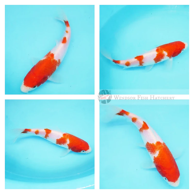 20cm developing kohaku koi