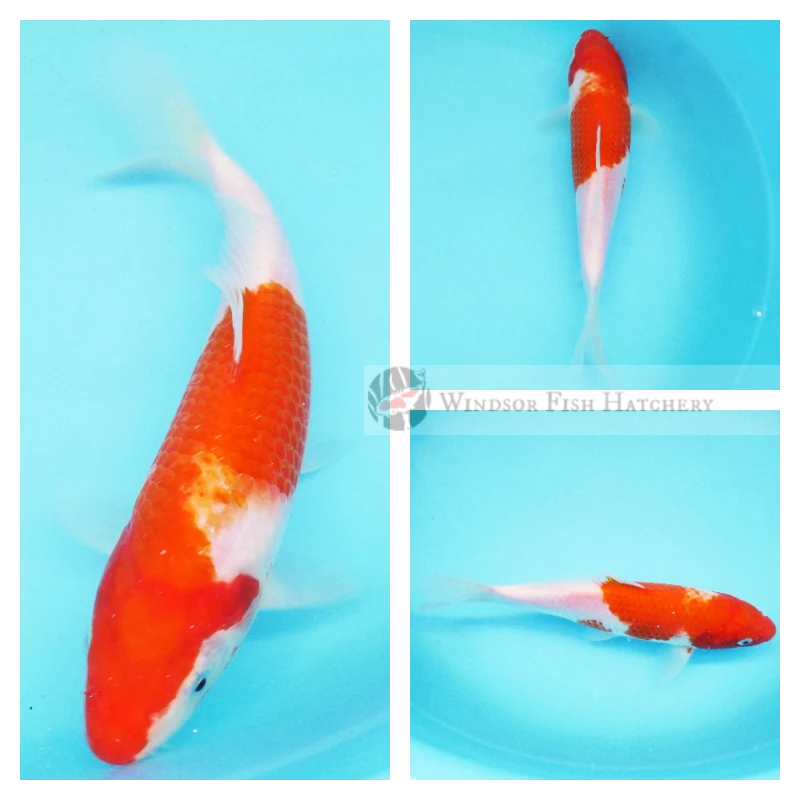 21cm Kohaku Koi Fish