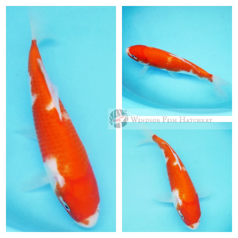 21cm Formative Kohaku Koi Fish