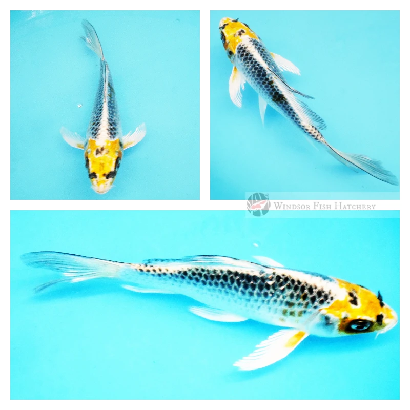 20cm Beautiful Butterfly Kujaku Koi Fish
