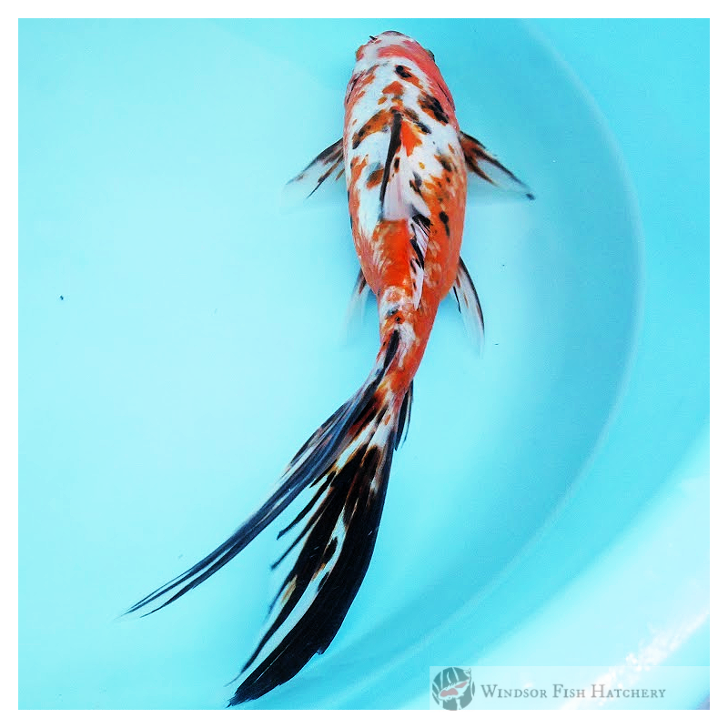28cm Female Shubunkin Goldfish