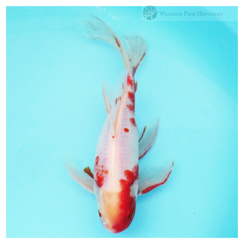 Male shubunkin Goldfish