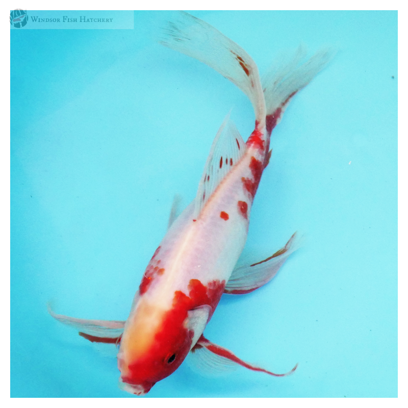 Sakura Red and White Shubunkin