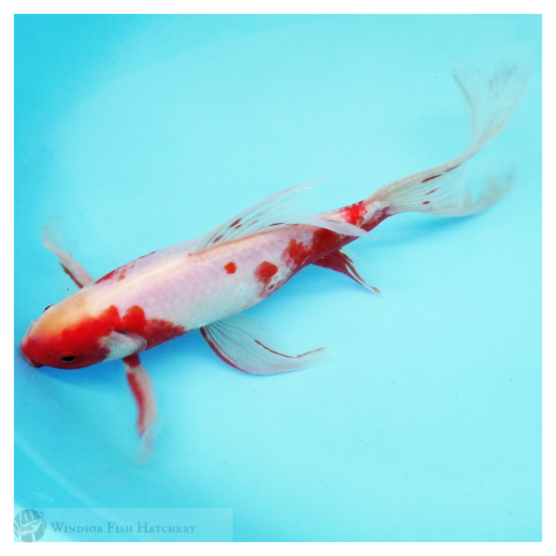 Goldfish bred at Windsor Fish Hatchery