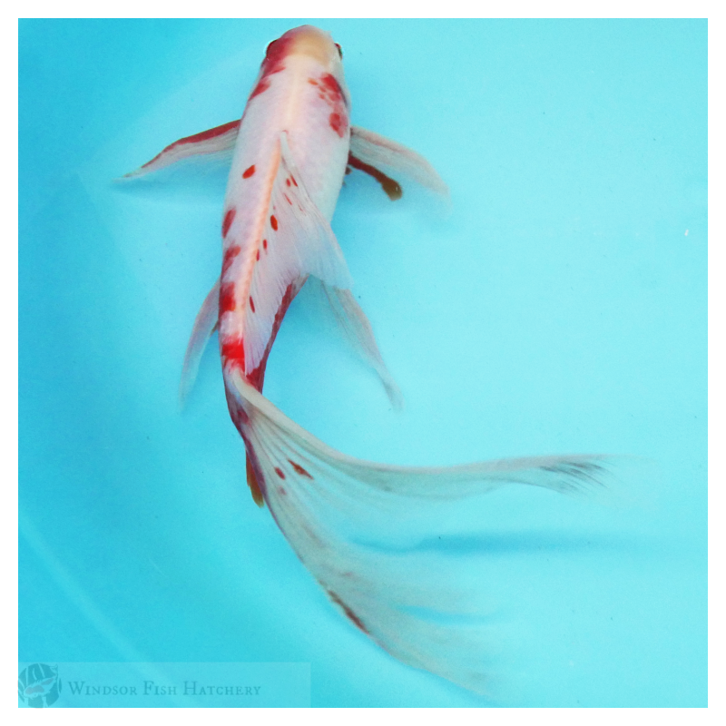 23cm Male Shubunkin long-Tail