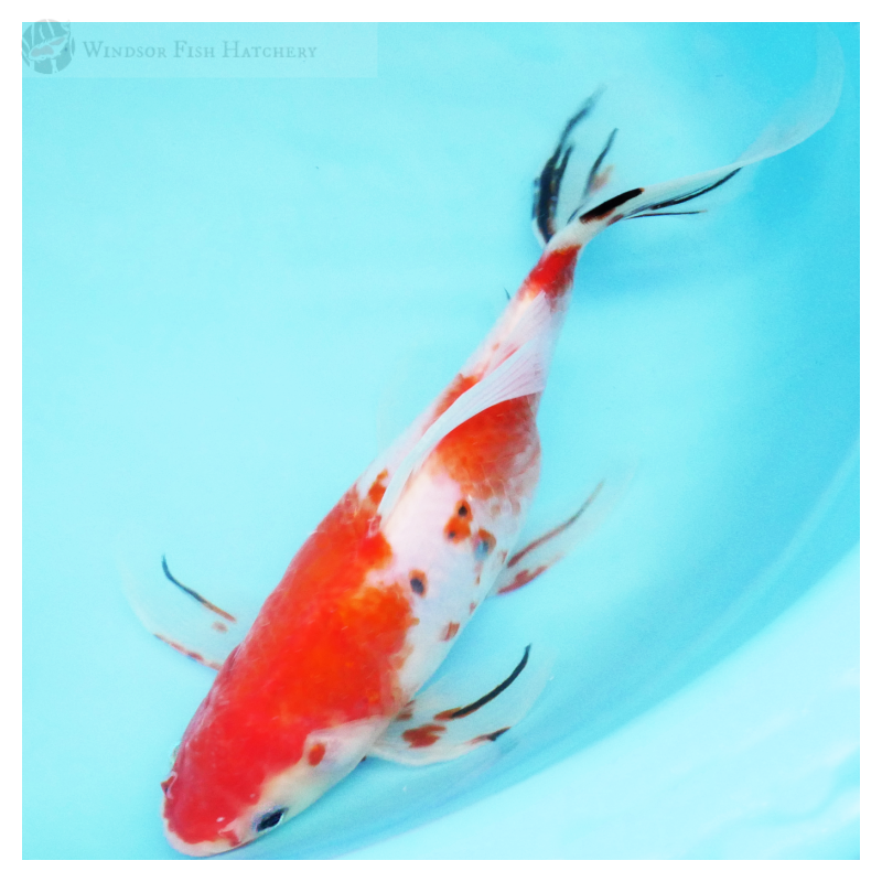 27cm Ornately Patterned Veil-Tail Shubunkin Goldfish - Female