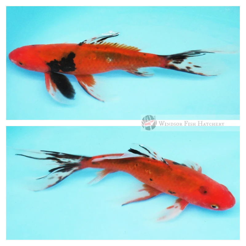21cm black and white markings over a rich red base comet goldfish