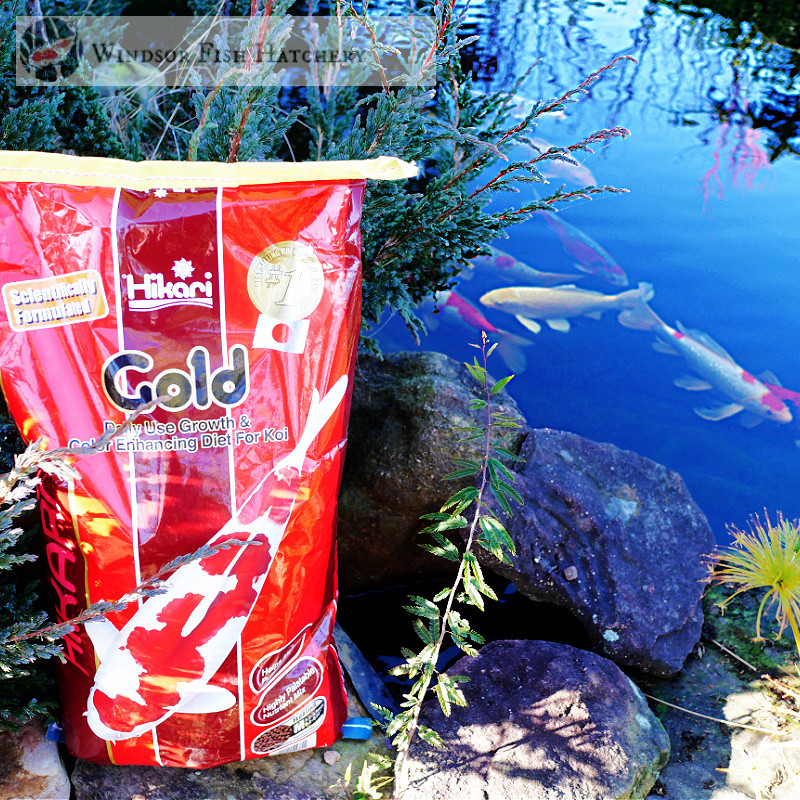 premium koi and goldfish 10kgs bagged fish food