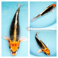 high metallic sheen, Reticulated black edges (like a net), patterning koi fish