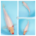 white koi fish with red small markings on shoulder and nose for sale online