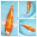 two coloured metallic koi fish 