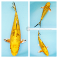 bright yellow metallic koi with Black bekko markings for your pond
