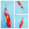 very nice red patterning on white body koi fish for sale online