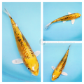 bright metallic koi leather skin with large scale pattern for sale