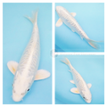 platinum with dostiu patterning for sale online