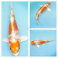 armored scale metallic hariwake koi fish online