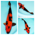  black patterning on red koi fish for sale online from windsor fish hatchery 