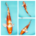  rose metallic koi fish to see in  your pond buy online