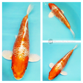 two coloured koi fish to see grow in your pond order online now 