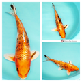 deeply coloured yamatoniski koi for sale online