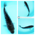 black arago patterned koi fish for sale online