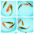 young butterfly koi for sale online 