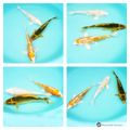 3 different types of koi to see grow in your pond order online