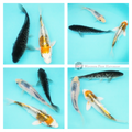 healthy young koi fish for sale in groups online