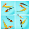 3 beautiful young healthy koi to see in your pond 