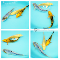  unique koi fish to see grow in your pond 
