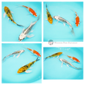  three metallic butterfly koi fish to grow & mature buy now