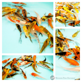 new butterfly batch long flowing tails & fins  growing as the koi does buy online now