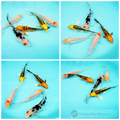 young butterfly koi for sale online 