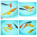 5 different types of young koi to see develop in your pond