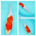 young developing koi for your pond buy online