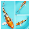 beautifully patterned metallic koi for sale online