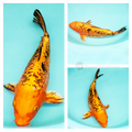 choose glossy metallic koi for sale online 