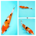 watch this koi grow & develop in your pond 