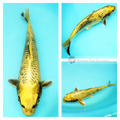 beautiful koi for sale to grow in your pond order now
