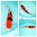 sanke butterfly koi online to see in your pond 